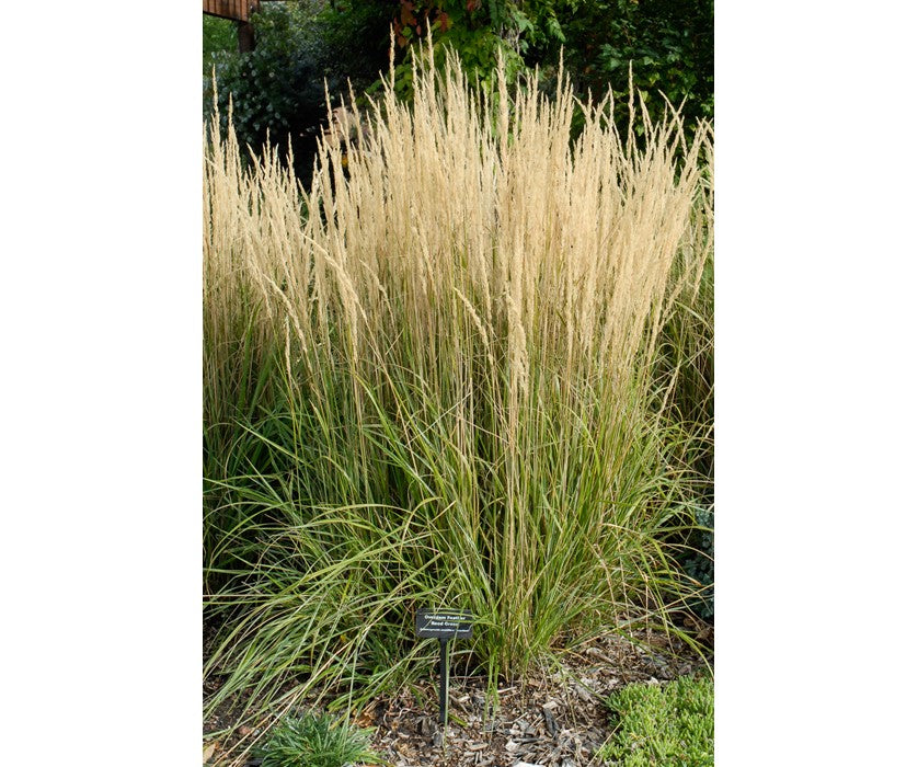 Calamagrostis "Overdam"