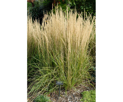 Calamagrostis "Overdam"