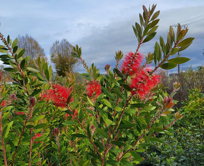 Callistemon "Citrinus"