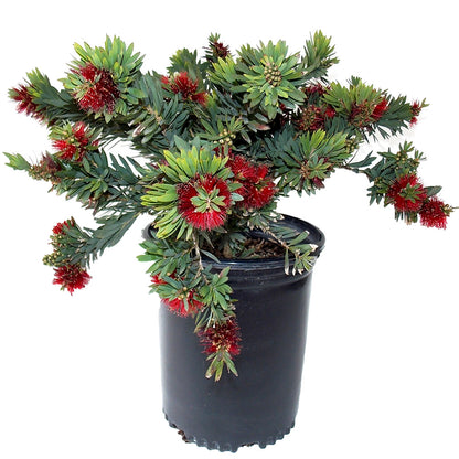 Callistemon "Little John"