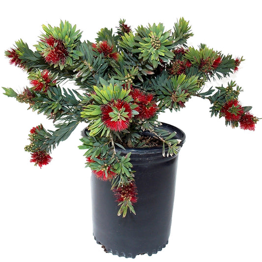 Callistemon "Little John"