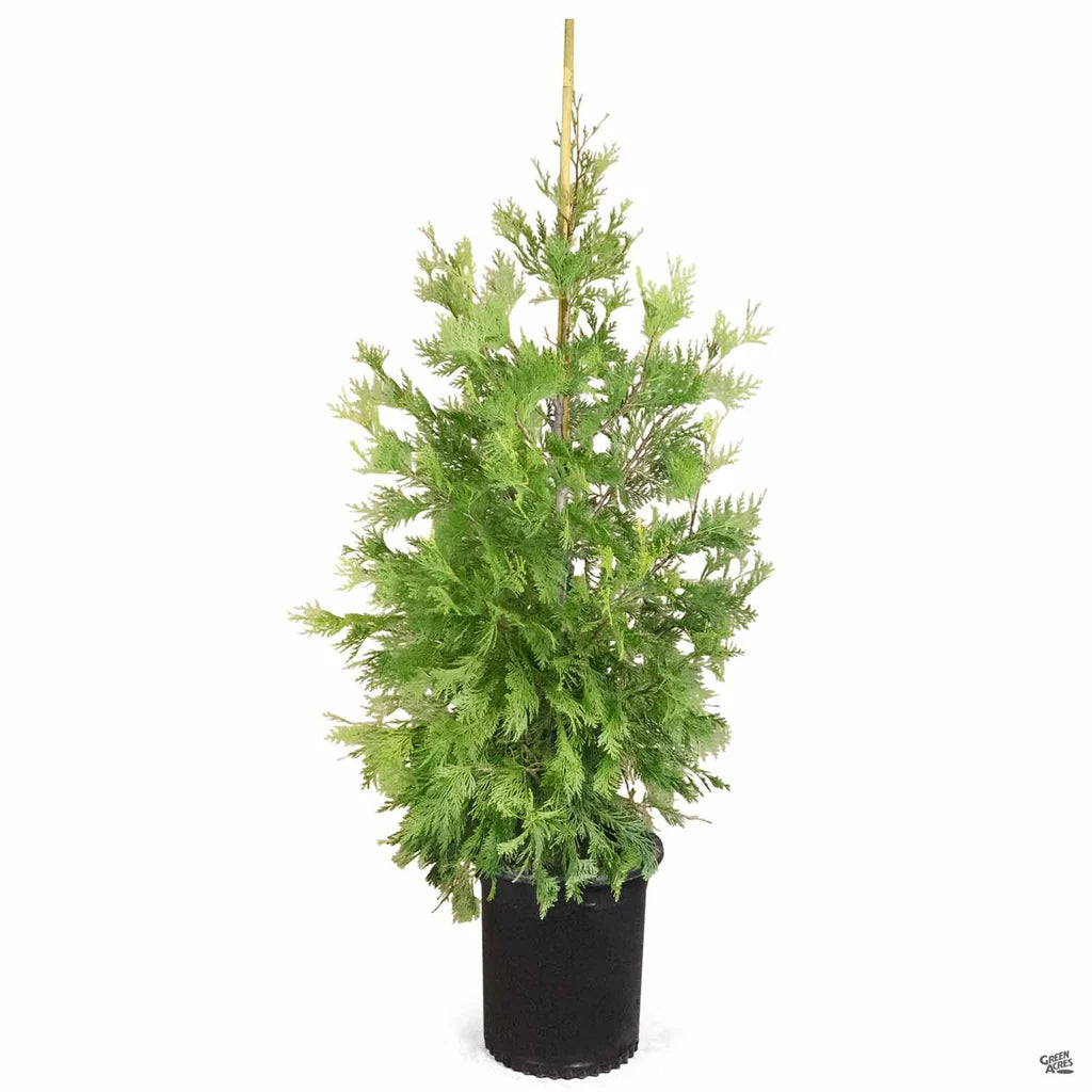 Calocedrus 'Decurrens'