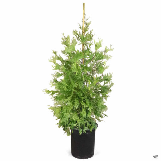 Calocedrus 'Decurrens'