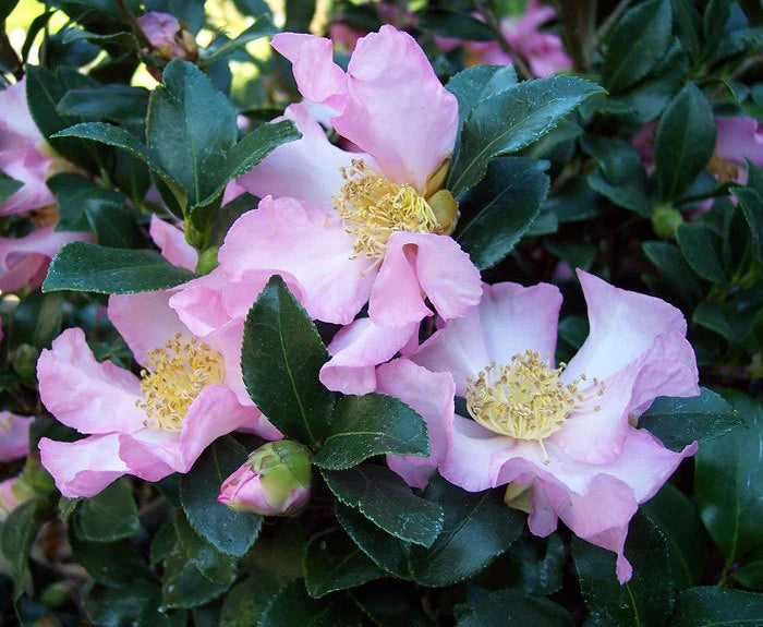 Camellia "Cleopatra"