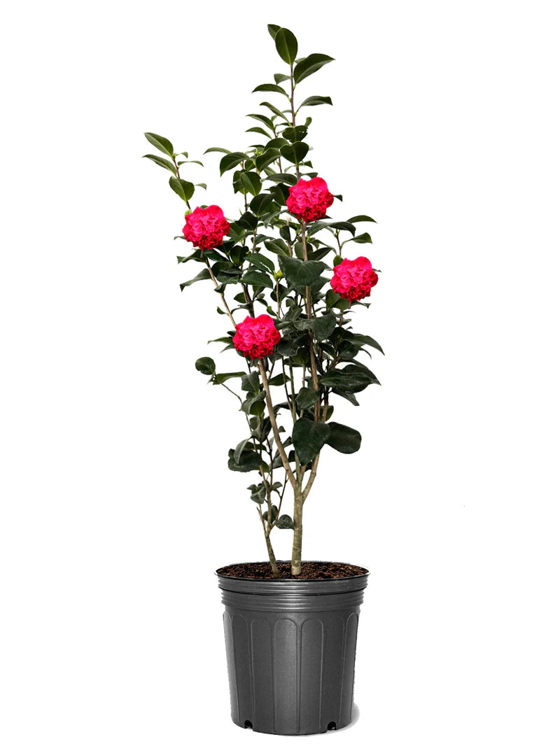 Camellia "Kramers Supreme"