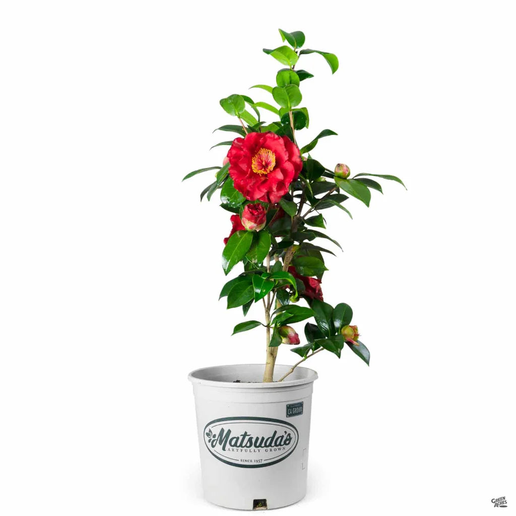 Camellia "Bob Hope"