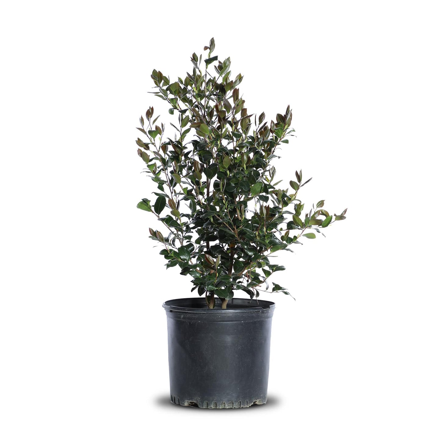 Camellia "Cleopatra"