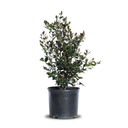 Camellia "Cleopatra"