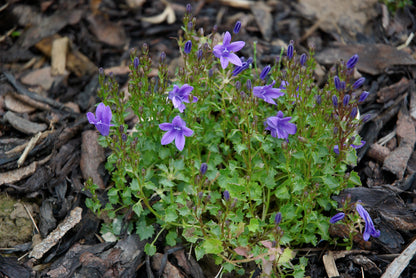 Campanula