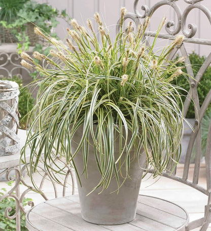 Carex "Feather Falls"