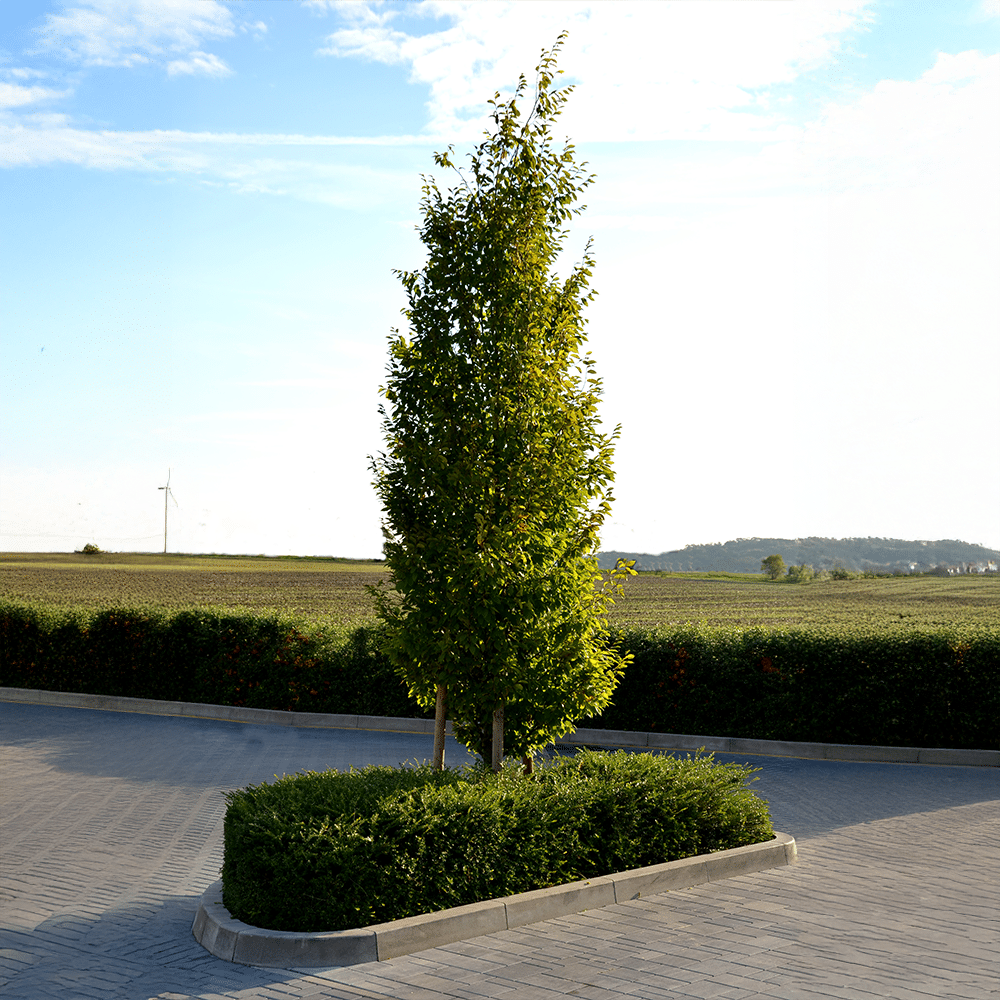 Carpinus "Fastigiata"