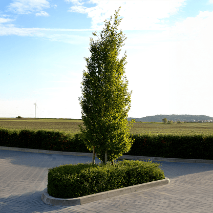 Carpinus "Fastigiata"