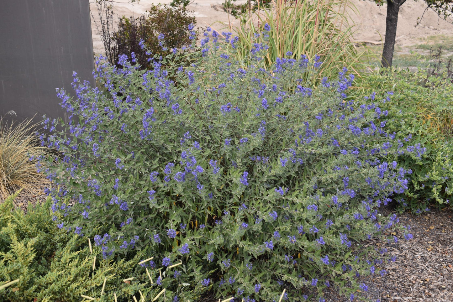 Caryopteris "Dark Knight"