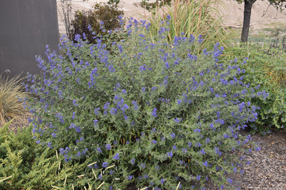 Caryopteris "Dark Knight"