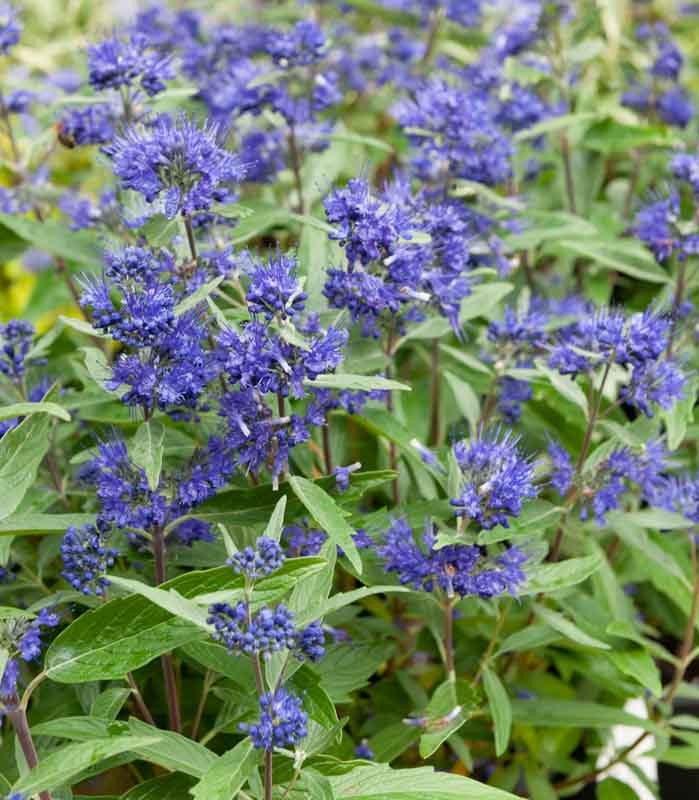 Caryopteris "First Choice"