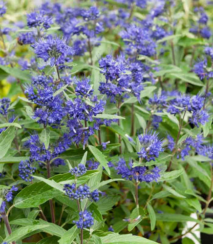 Caryopteris "First Choice"