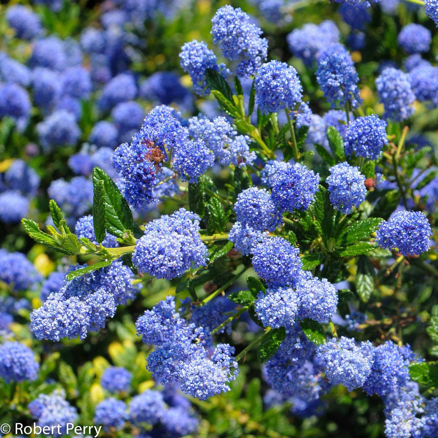 Ceanothus "Concha"