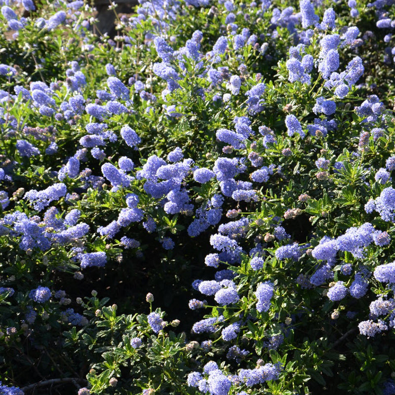Ceanothus "Joyce Coulter"