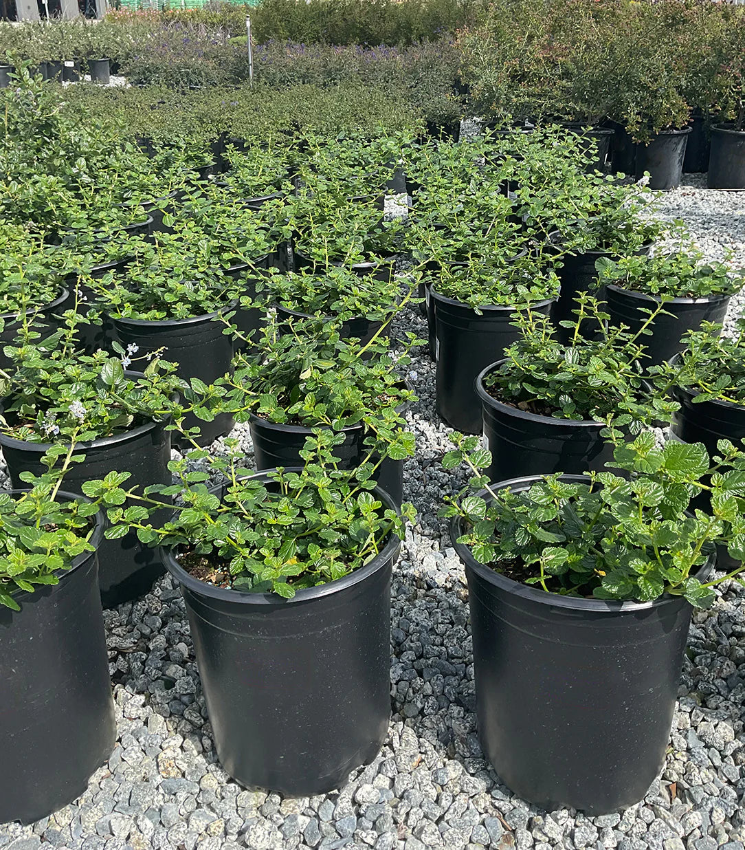 Ceanothus "Joyce Coulter"