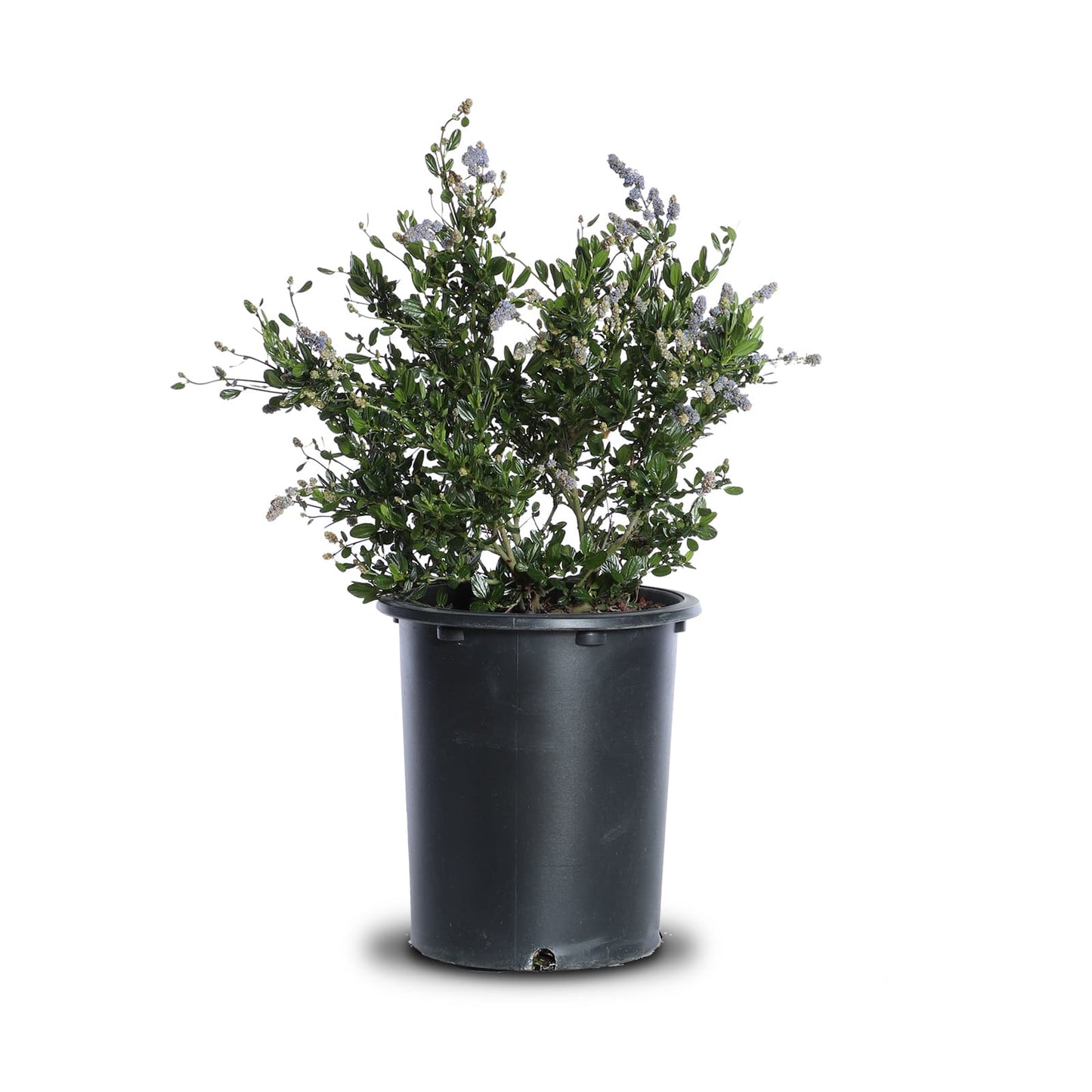 Ceanothus "Sky Lark"