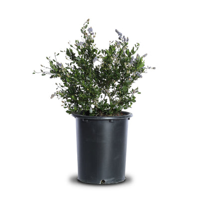 Ceanothus "Sky Lark"