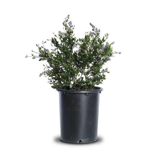 Ceanothus "Sky Lark"