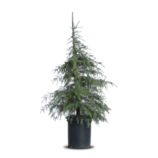 Cedrus "Deodara"