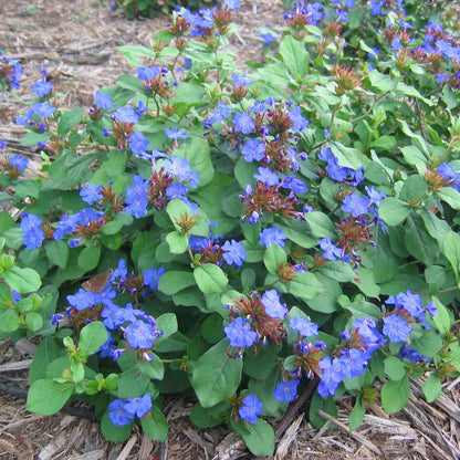 Ceratostigma "Plumbaginoides"