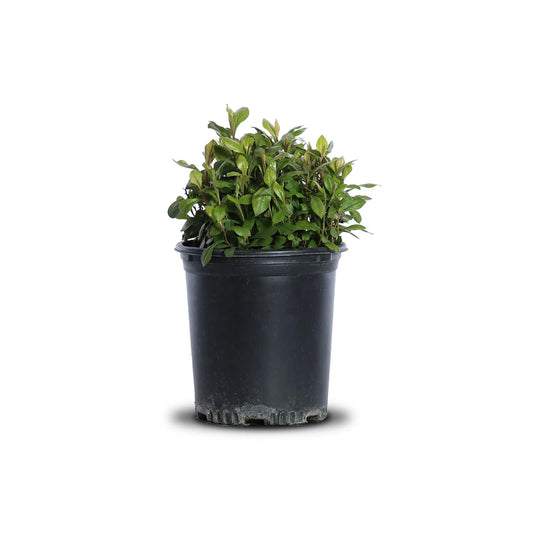 Ceratostigma "Plumbaginoides"