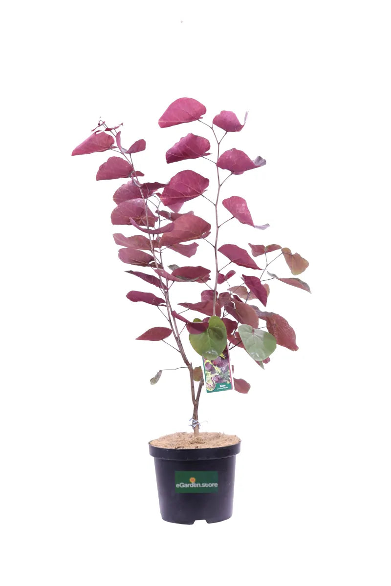 Cercis "Merlot"