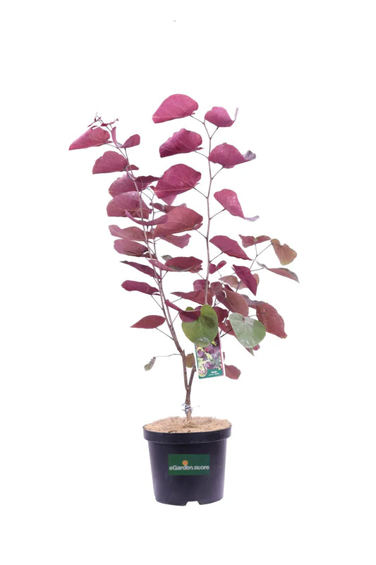 Cercis "Merlot"