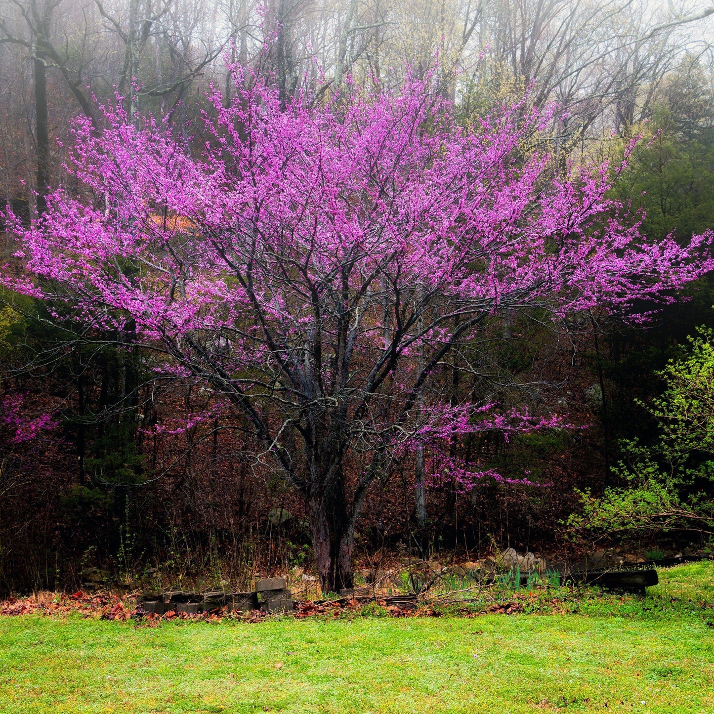 Cercis "Oklahoma"