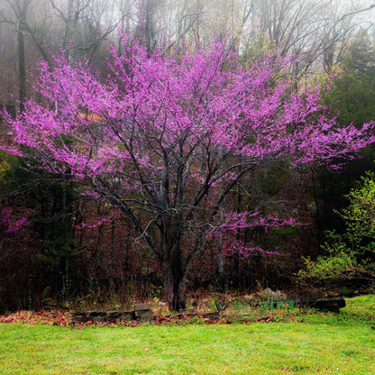 Cercis "Oklahoma"