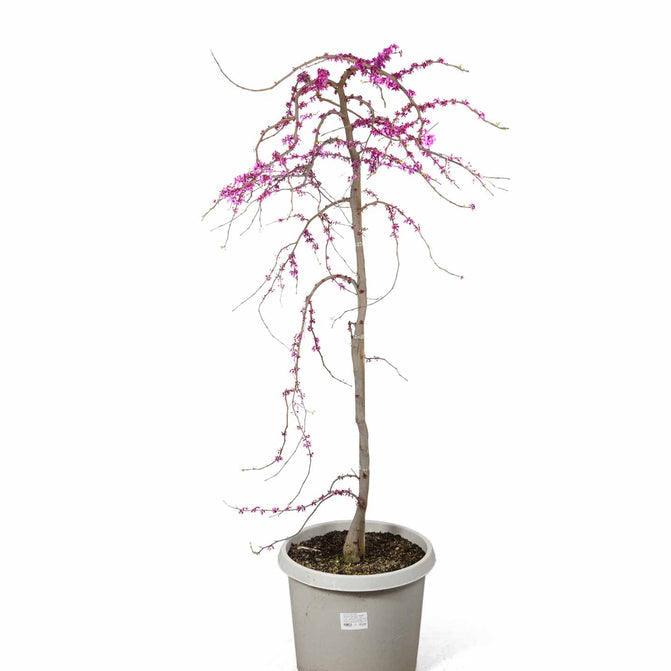 Cercis Traveler Weeping