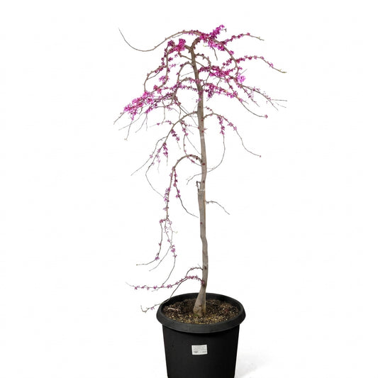 Cercis Traveler Weeping