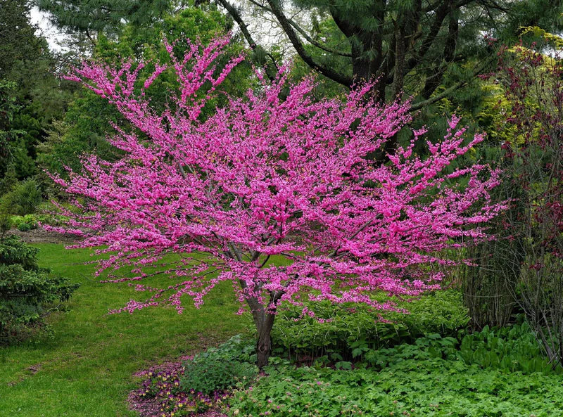 Cercis "Merlot"