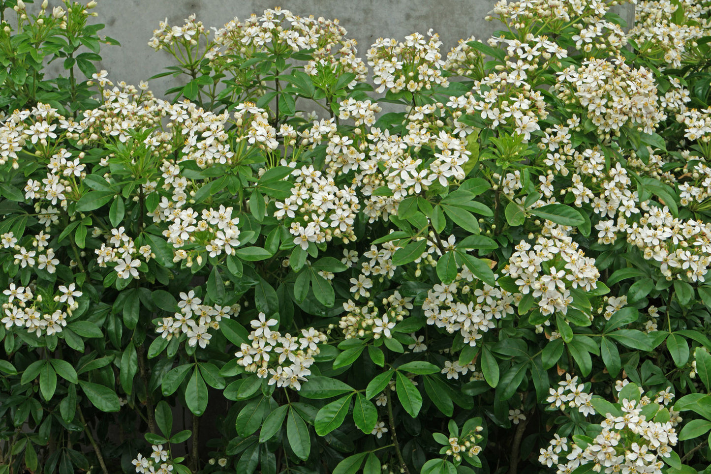 Choisya "Ternata"