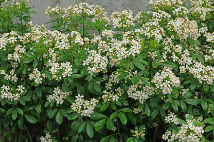 Choisya "Ternata"