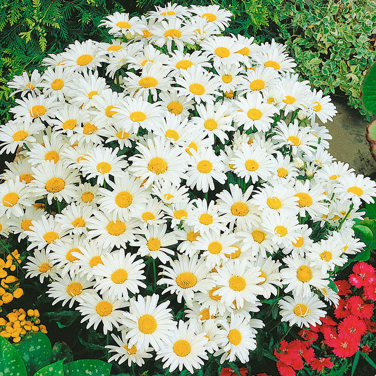 Chrysanthemum "Silver Princess"
