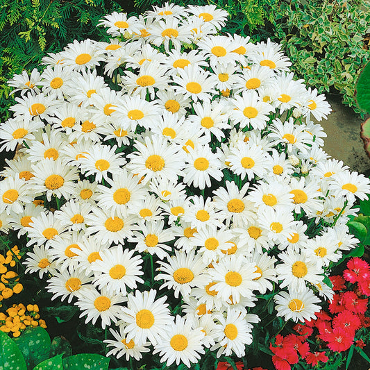 Chrysanthemum "Silver Princess"