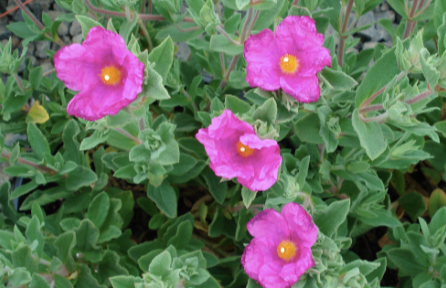 Cistus 'Sunset'