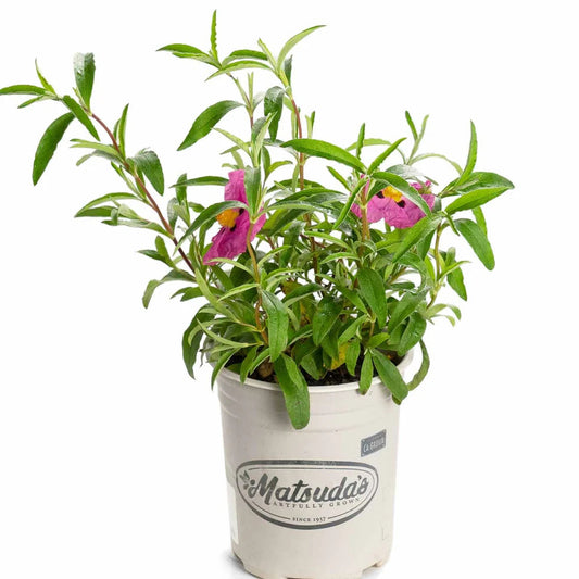Cistus 'Purpureus'