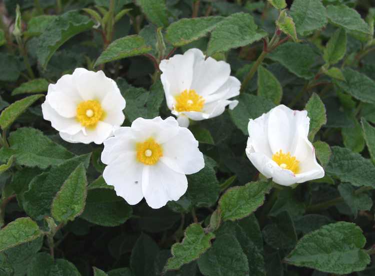 Cistus x 'Hybridus'