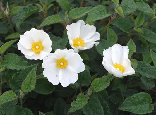 Cistus x 'Hybridus'