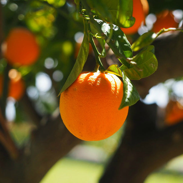 Orange 'Cara Cara' Pink Navel