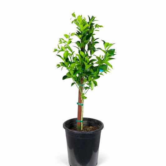 Mandarin 'Tango'