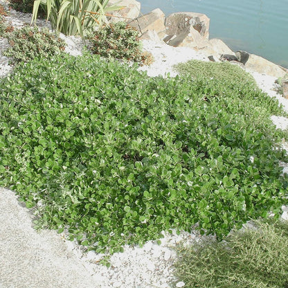 Coprosma 'Kirkii'