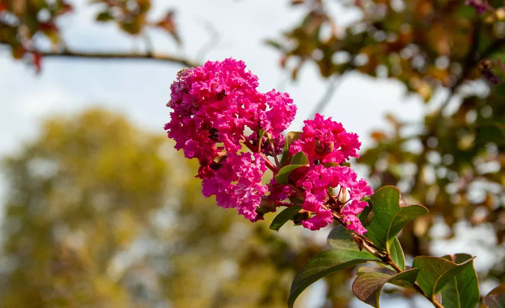 Crepe Myrtle "Cherokee Red"