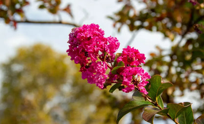 Crepe Myrtle "Cherokee Red"