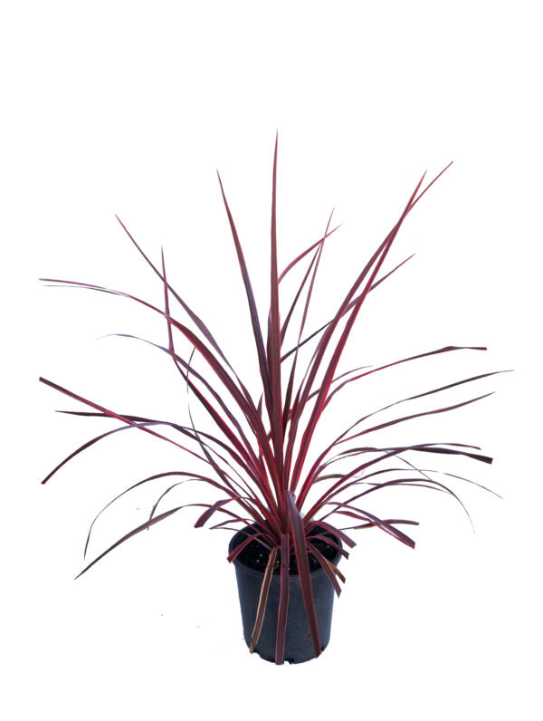 Cordyline 'Salsa'